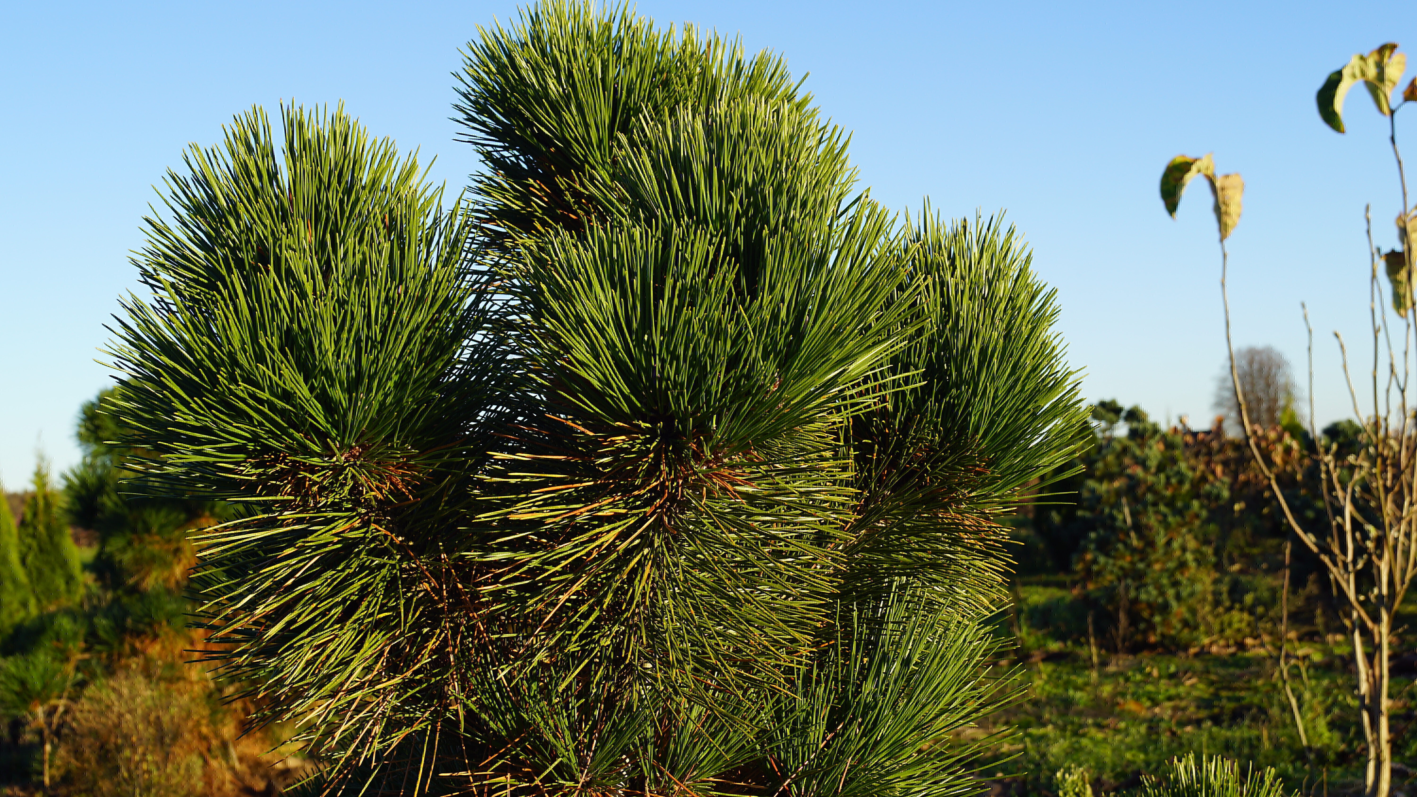 Pinus thunbergii 'Thunderhead' (2)